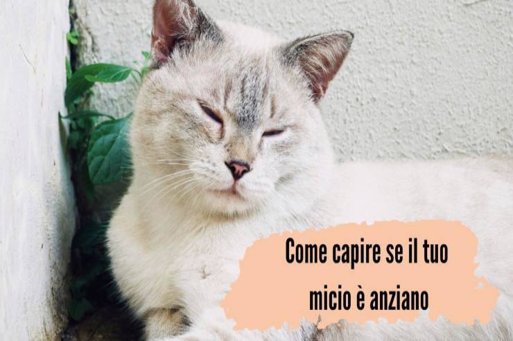 Se il tuo gatto fa queste cose è diventato anziano Se micio fa queste cose è anziano