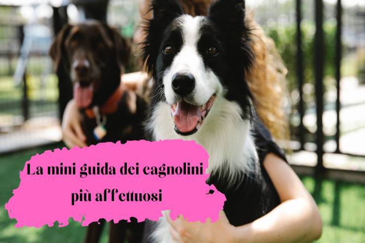 Il cane più affettuoso è lui Il peloso più affettuoso è lui