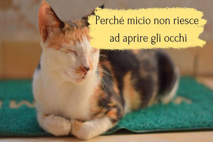 Il gatto non riesce più ad aprire gli occhi Micio non riesce ad aprire gli occhi