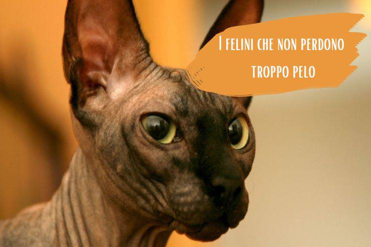 Felini che non perdono troppo pelo