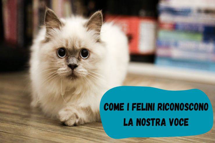 I gatti riconoscono la nostra voce I felini riconoscono la nostra voce