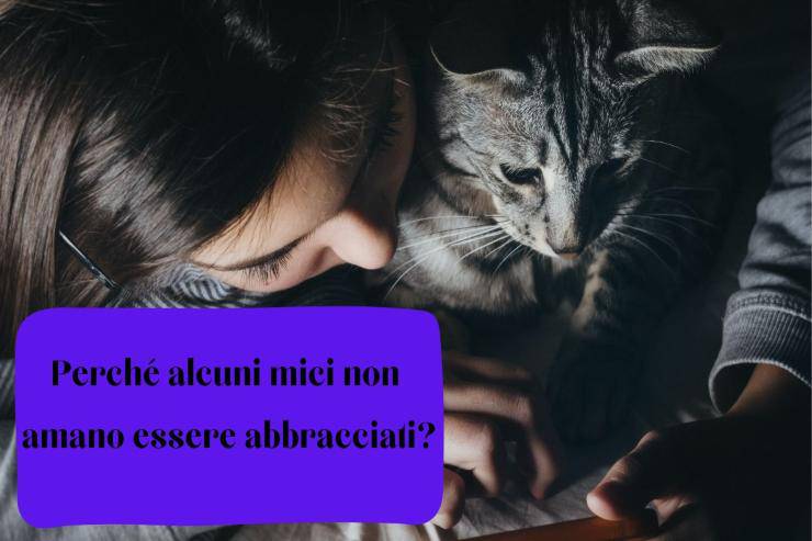 Non tutti i gatti amano essere abbracciati Non tutti i mici vogliono essere abbracciati