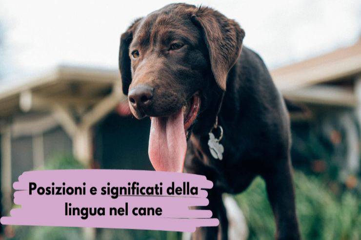 Guarda la lingua del tuo cane