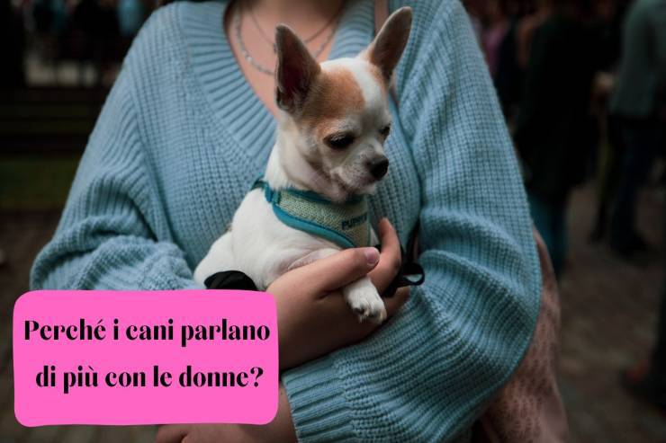 Perché le donne dovrebbero parlare con i cani Le donne devono parlare con i cani