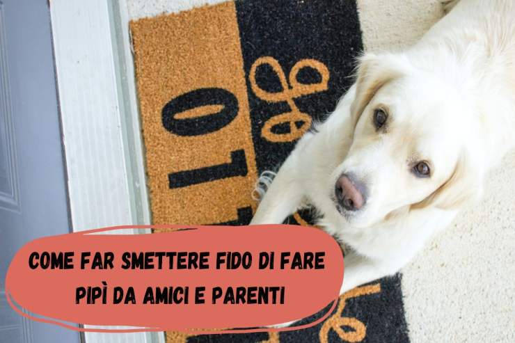 Il cane fa pipì a casa di amici e parenti Fido fa pipì a casa di amici e parenti