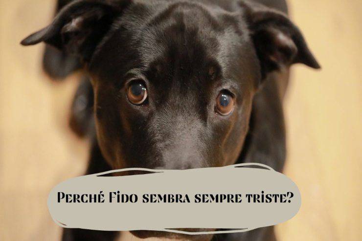 Il cane sembra sempre triste Fido sembra triste di continuo