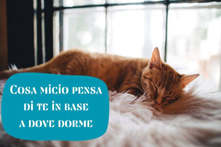 Dimmi dove dorme il tuo gatto Dimmi dove micio dorme