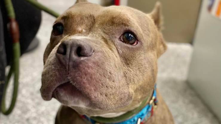cane pitbull carattere