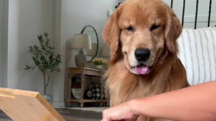 cane si lima le unghie