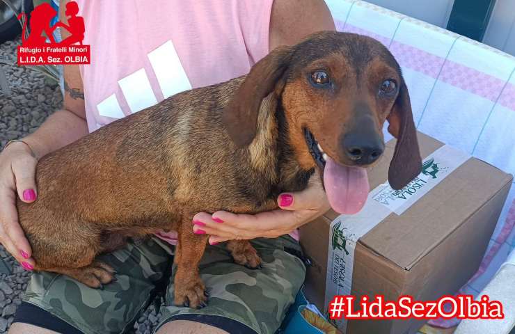cagnolina abbandonata olbia