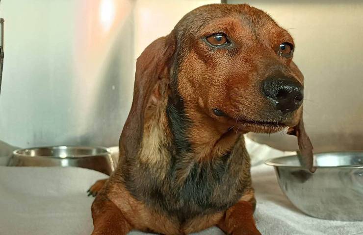 abbandonata senza cuccioli