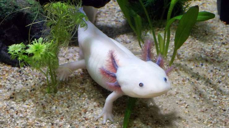axolotl 