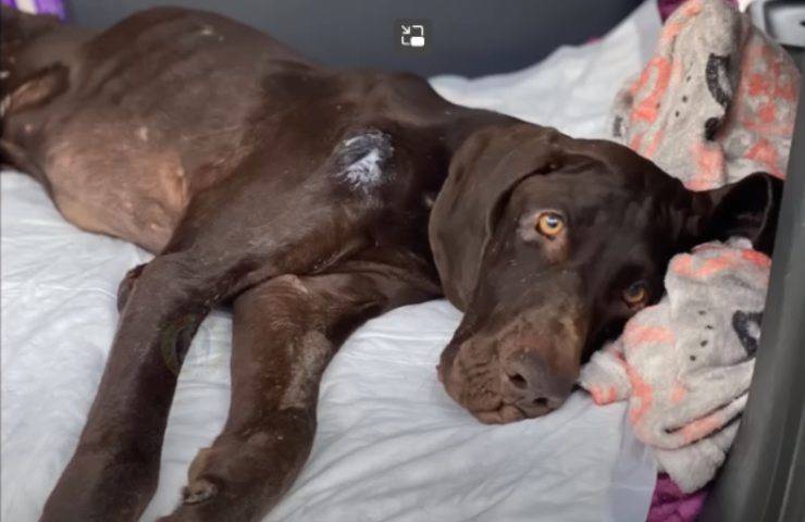 cane bagrat adottato malato