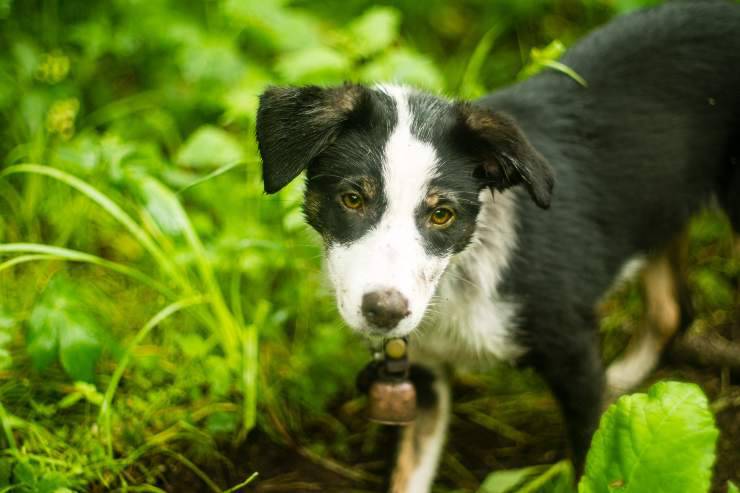 Fido e il suo comportamento