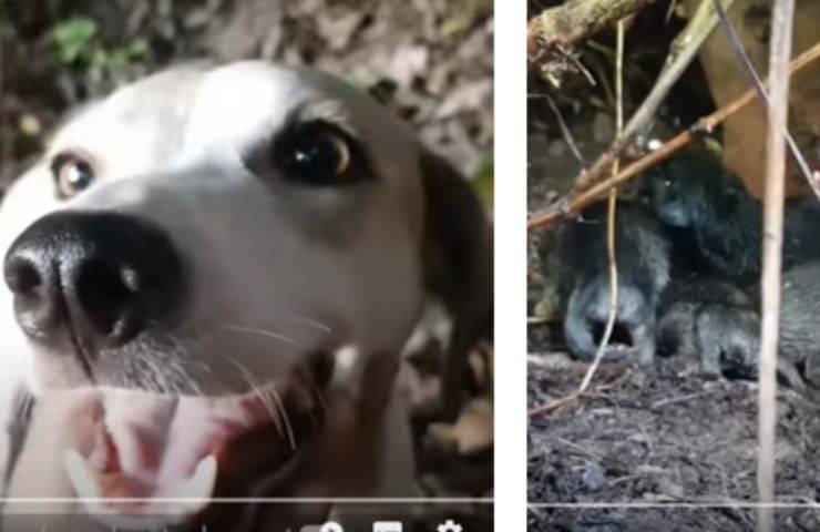 blanka abbandonata cuccioli nati