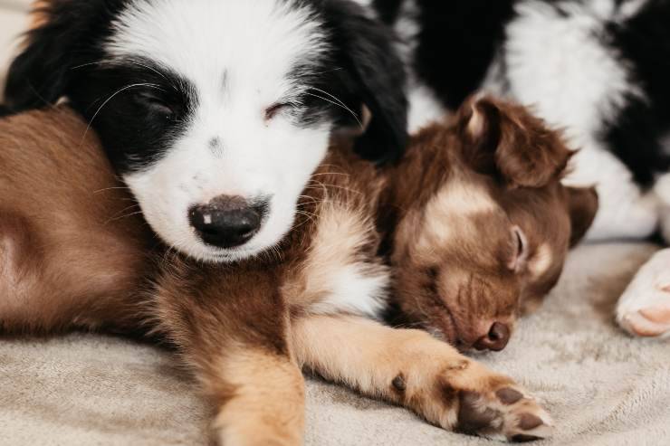 Animali domestici e il bonus