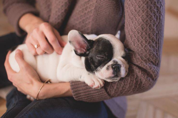 bulldog dorme in braccio 