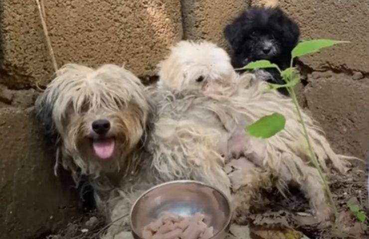 cagnolina disabile cuccioli salvati