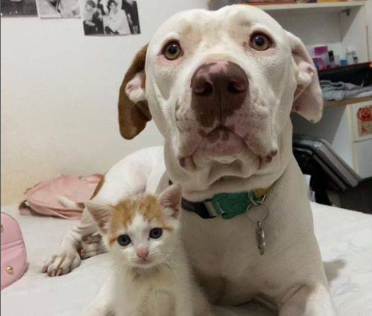 cagnolina gaya amico lutto