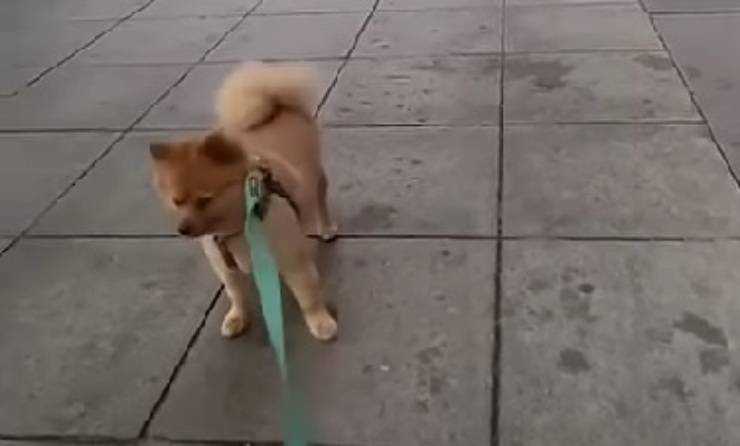 cagnolino confuso