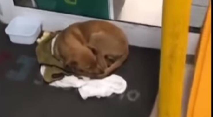 cagnolino abbandonato