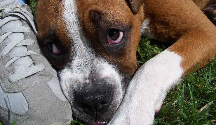 cane triste