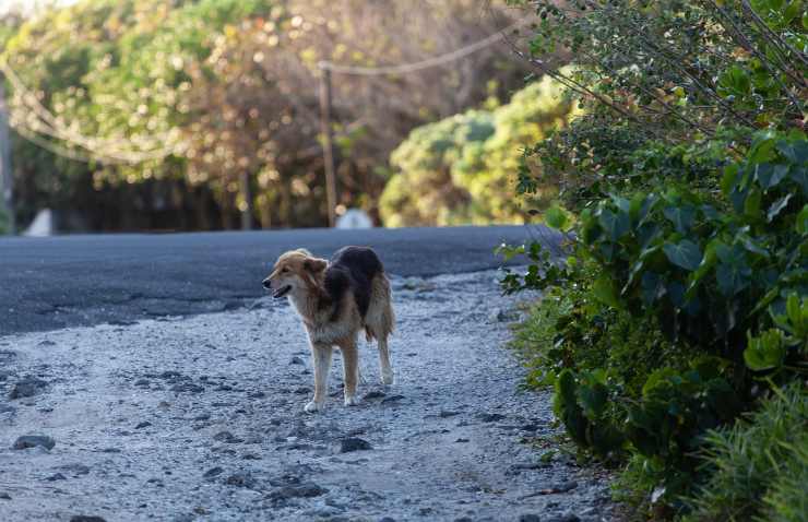 cane abbandonato sulla strada 