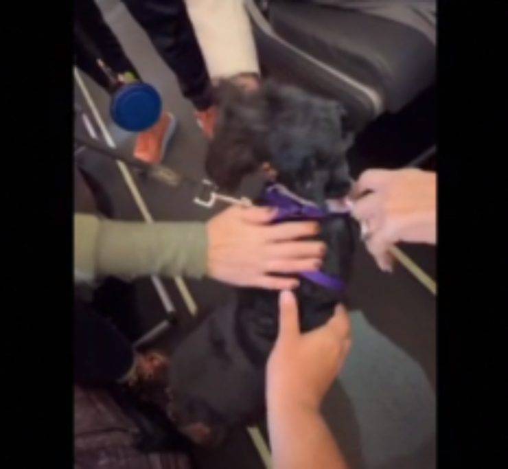 cagnolino aereo passeggeri protestano
