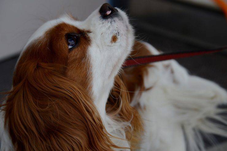cane al guinzaglio