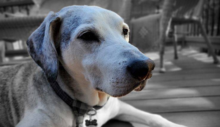 cane anziano