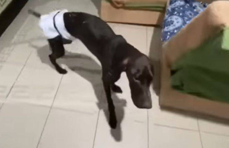 cane bagrat salvataggio ripresa