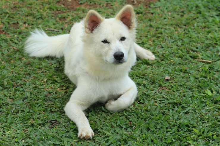 cane bianco