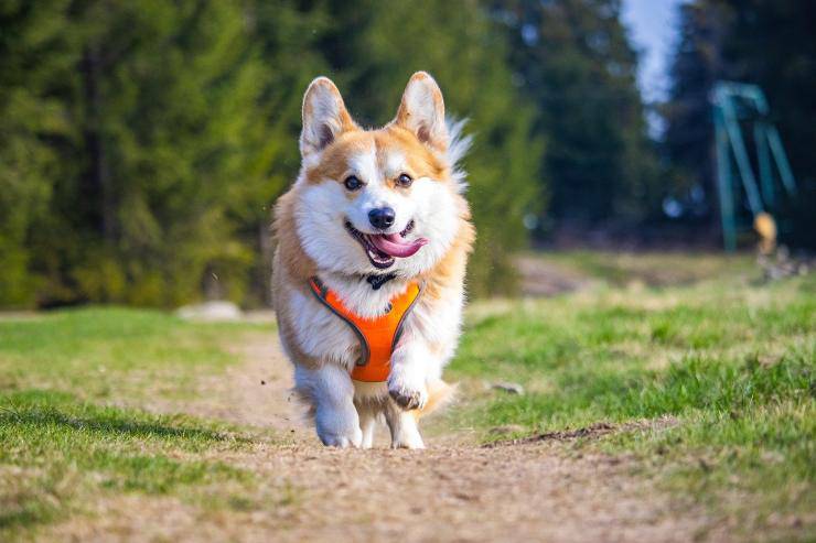 cane che corre