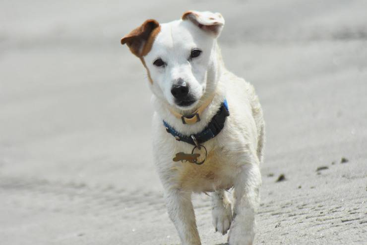 cane con guinzaglio