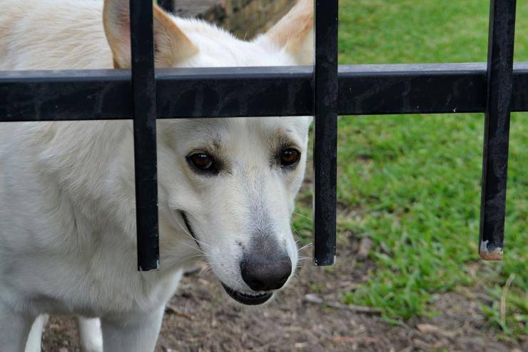 cane dietro sbarre