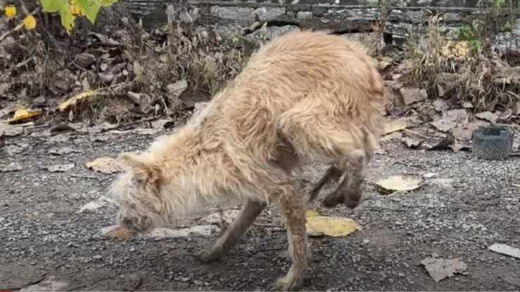 cane ferito