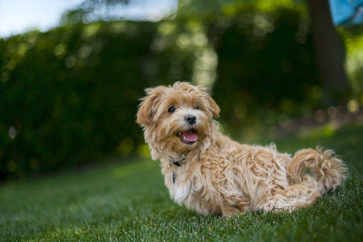 cane felice nell'erba