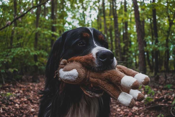 cane gioca all'aperto