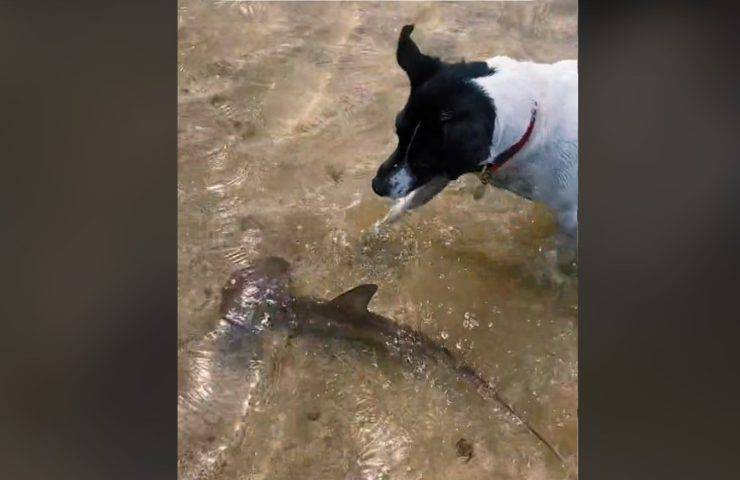 Cucciolo di squalo e cagnolino in riva al mare il video strepitoso