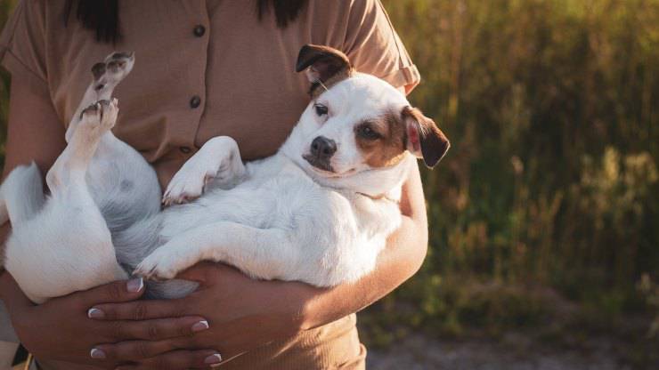 cane in braccio 