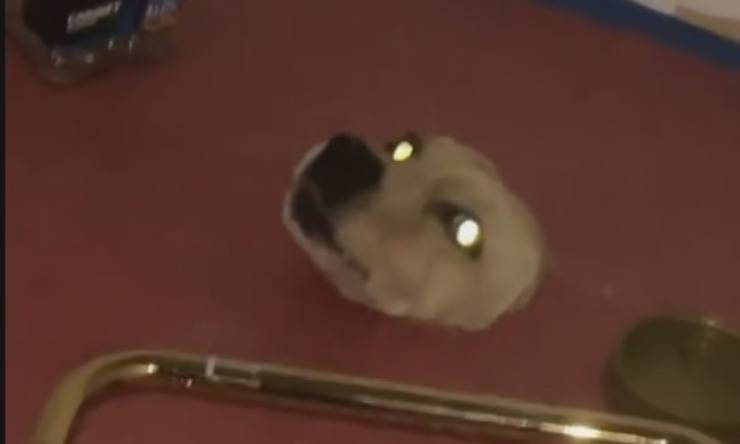 cane incastrato