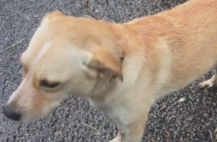 cane liberato
