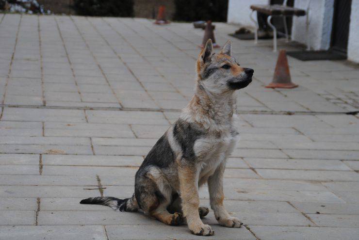cane lupo