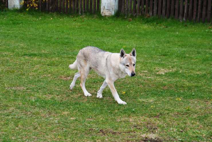 cane lupo cammina