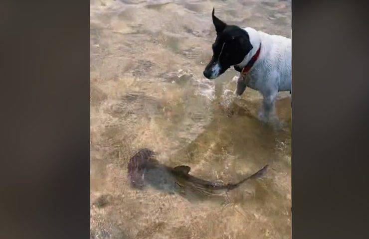 Cucciolo di squalo e cagnolino in riva al mare il video strepitoso