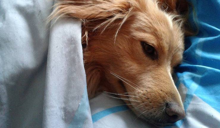 cane stanco