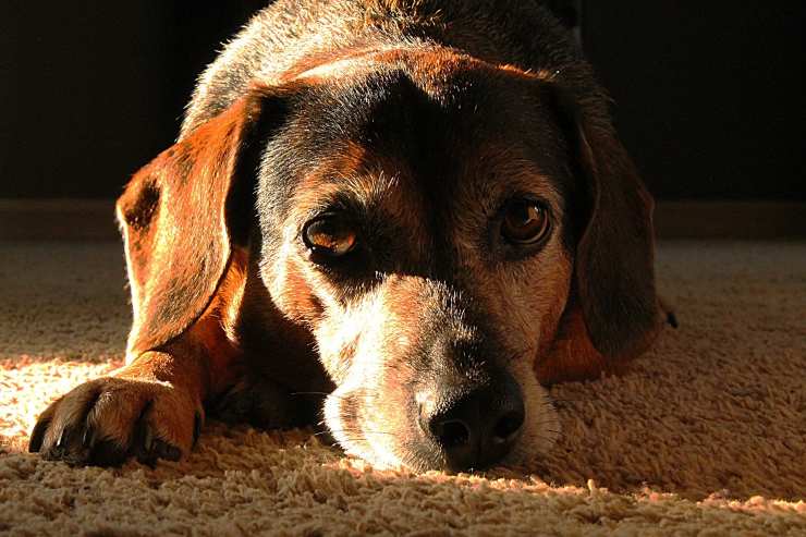 cane sul tappeto