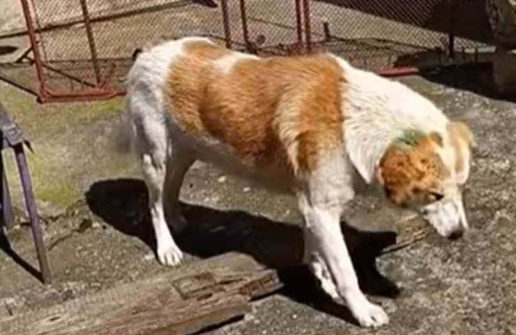 cane sunda aspetta fedele