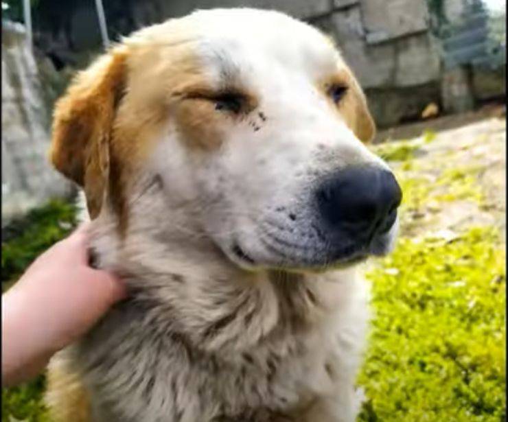 cane sunda ritorno umani