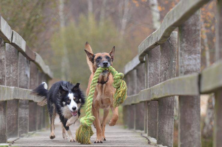 cani giocano insieme